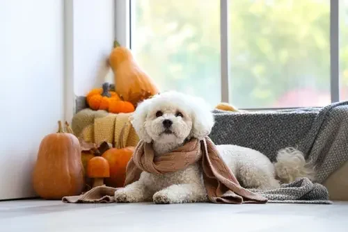 Tips for a Stress-Free Thanksgiving