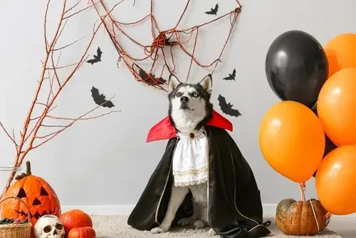 Capture Festive Photos. Tips for this Halloween