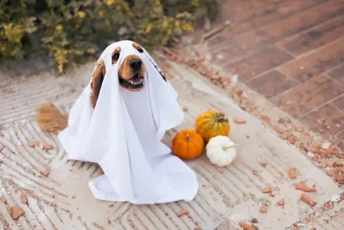 Safe Decorations for Puppies this Halloween