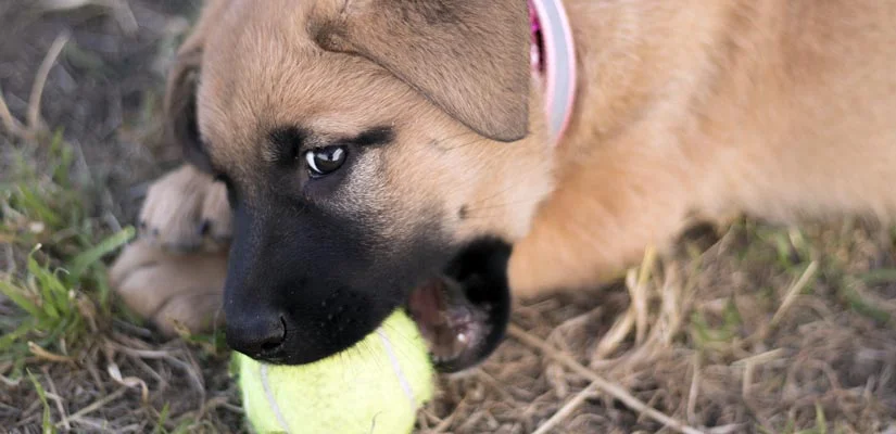 How to Break Your Puppy’s Bad Habits