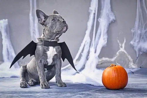 Puppy Costumes this Halloween. Tips
