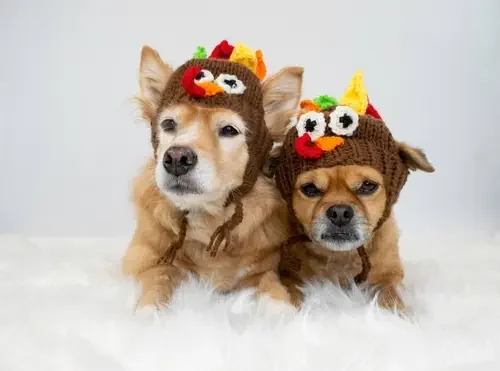 Tips for a Stress-Free Thanksgiving. Manage Noise