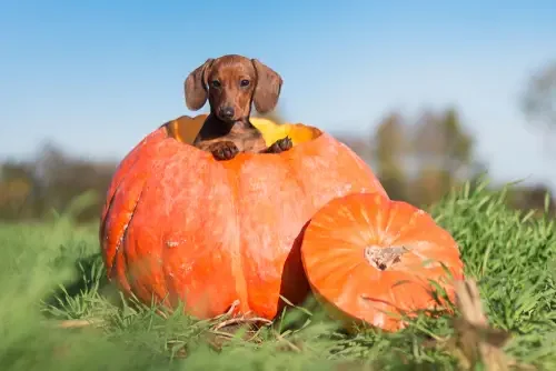 Tips: Take a Fall Walk in Costume this Halloween