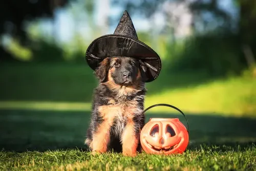 Fun Halloween Activities to Enjoy with Your Puppy