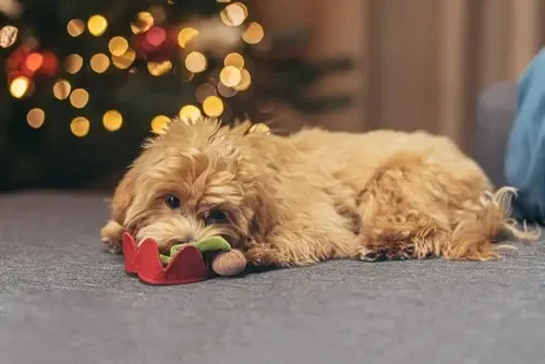 Decoration as a part of puppy experience