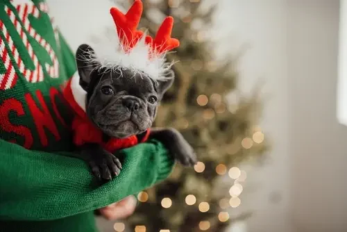 Holiday photos with your puppy