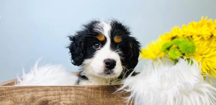 Milestones For A 4 Month Old Puppy